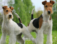 용인서 폭스테리어가 3살 여아 물어