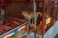 도축시설 있는 개 시장, 이제 대구 칠성 경주 안강 남았다