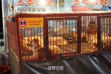 도축시설 있는 개 시장, 이제 대구 칠성 경주 안강 남았다