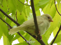 경기 부천서 희귀한 ‘흰 참새’ 발견
