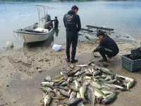 뱀까지 잡아먹는 큰입배스, 의암·춘천호 점령