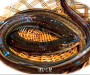 당신이 올 여름에 먹은 뱀장어·미꾸라지도 중국산?