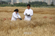 알레르기 없는 밀, 항암 기능성 밀, 제빵 최적화 밀....우리밀 국가대표 3종