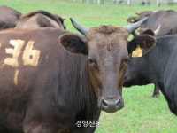 ⑧멸종 직전 되살린 제주 흑우·흑돼지··· 천연기념물을 맛볼 수 있다고?[비경성시]