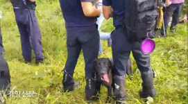 인명구조견 ‘초롱’ 제주서 길 잃고 쓰러진 치매노인 구해