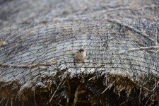 새마을운동 그 후…그 많던 참새는 어디로 갔을까[기고]