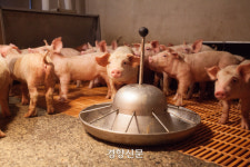 우리나라의 아프리카돼지열병 연구는 초보 수준?