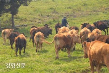 제주 개발광풍에 ‘마을공동목장’ 10년간 축구장 1500배 면적 사라져[2019국감]