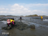 간척 갯벌에 바닷물 돌려주니 그 옛 보물섬 ‘황도’가 돌아왔다