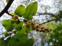 으름·정금나무? 이름 낯설지만 맛은 바나나·블루베리