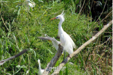 집나간 영광 출생 노랑부리백로가 겨울나려고 1200~2800㎞ 날아간 곳은?