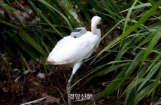 집나간 영광 출생 노랑부리백로가 겨울나려고 1200~2800㎞ 날아간 곳은?