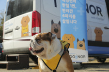 대형견이라 무섭다고요? 헌혈 하는 모습 사랑스럽지 않나요