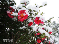 신안군 ‘겨울꽃 애기동백 축제’ 펼친다 [신안군]