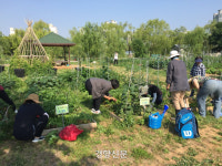 도시농업 체험 ‘시민농장’ 텃밭 700개 분양[부천시]