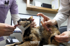 서울·경기 전지역에서 고양이 등록 시행...길 고양이 확 줄까?