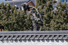 서울에 있는 천연기념물은 몇 개 일까요?[정동길 옆 사진관]