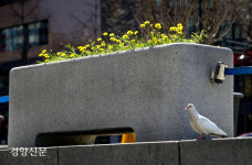 동물들도 즐기는 광화문의 봄[오늘, 광화문]