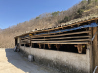 [이굴기의 꽃산 꽃글]순천 상검마을 축사 근처 매실나무밭 풍경