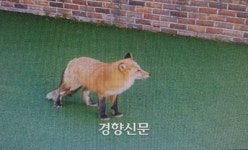 청주여우와랏 주식회사 | 청주 도심에 출몰한 멸종위기종 ‘붉은여우’ 무사히 구조