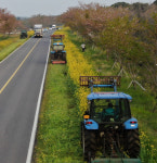 “아쉽지만 내년에 찾아줘요” 유채꽃길 갈아엎은 제주도