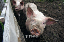 더러운 똥돼지 아니죠~깨끗한 돼지입니다 동물들 별별 상식