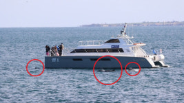 멸종위기 제주 돌고래 관광선박 스토킹에 괴로워요