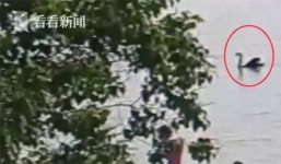 중국서 검은백조 잡아 탕으로 먹은 사건에 경악…“냄새만 좋고 맛 없어”
