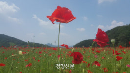 “형형색색의 양귀비꽃 보러 오세요”···제13회 원주 용수골꽃양귀비축제 23일 개막[원주시]