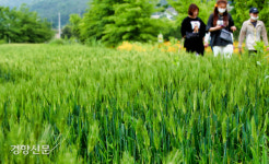 망종(芒種), 청보리밭에서 부르는 콧노래[정동길 옆 사진관]