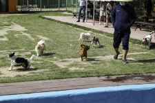 울산 남구 애견운동공원 주 2회 야간개장···오후 9시까지 이용가능[남구]