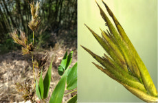 경남 창원 국도변 왕대 1000그루서 대나무꽃 ‘활짝’