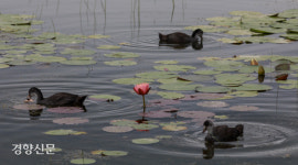 “연꽃 보러 오세요”[정동길 옆 사진관]