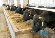 정액을 지켜라...정액 밀수출하면 벌금 최대 34억원