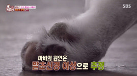 장애견에게 ‘뒷다리 파업’이라니요?[문제있슈]