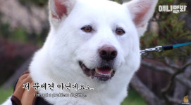 ‘TV동물농장’ 유튜브, ‘뒷다리 파업’ 장애견 비하 영상 삭제 후 사과