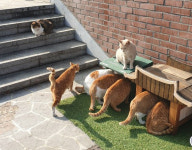 전주 와서 한옥마을만 가냥? 길냥이 먹이 따라와보라옹