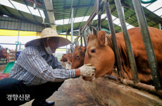 수마에 내쫓긴 소는 돌아왔지만···시름은 아직 마르지 않았다[포토다큐]