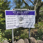 제주도 ‘날씨 알려주는 돌멩이’의 진짜 근황은