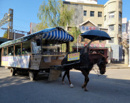 전기로 움직이는 마차는 동물학대 아닌가요?[어떻게 생각하십니까]