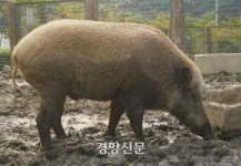 세종시는 지금 멧돼지와의 전쟁 중...대대적인 소탕작전 나서