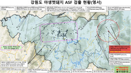 인제 서화면서 ASF 감염 야생 멧돼지 폐사체 2마리 발견···강원 멧돼지 감염사례 379건으로 늘어