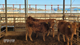 “토종 ‘칡소’ 좀 살려주소”