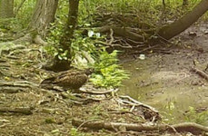 경주국립공원 멸종위기 1·2급 야생생물 크게 증가···‘벌매’도 첫 발견[경주시]