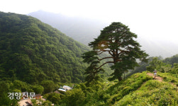 비대면 관광지 25선에 뽑힌 지리산 천년송과 섬진강 구담마을 가볼까?