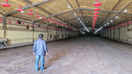 “3㎞까지 예방적 살처분하라니…텅 빈 양계장 보면 억장 무너져”