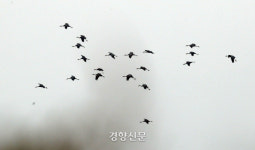 순천만습지에서 인간은 단지 객이었다.[정동길 옆 사진관]