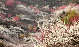 축제는 취소됐지만...상춘객 발길 이어진 매화마을[포토 뉴스]