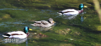 청계천에서 펼쳐지는 새들의 로맨스![정동길 옆 사진관]