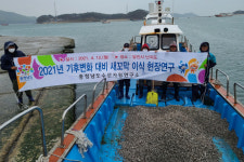 이제 남해안 새꼬막을 서해안에서 키운다...기후변화 대응